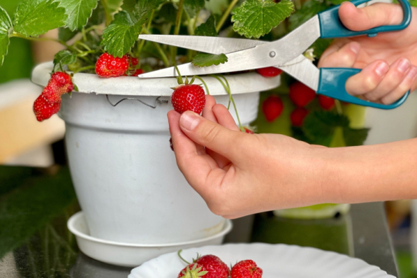 Ягоды во сне приносят прибыль: разбираем сны