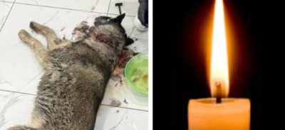 Найденная собака с тяжелыми ранами погибла в Семее: полиция дала комментарий