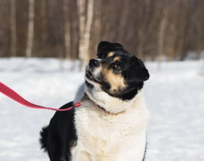 Фестиваль WOOF в поддержку животных из приютов пройдёт в Москве в 14-й раз