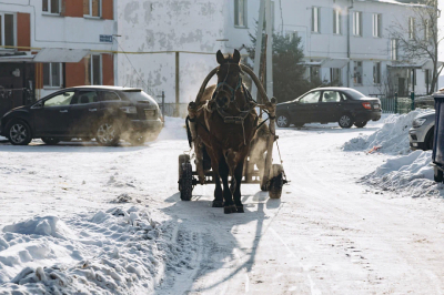 Старейшее фермерское хозяйство пригорода Челнов может сменить совладельцев