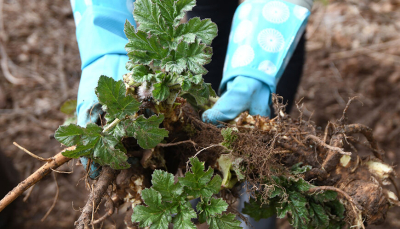 В Высокогорском районе объявлен тендер: На борьбу с борщевиком Сосновского потратят 11,6 млн 13/04/2026 &ndash; Новости