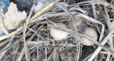 Яйца каракуртов обнаружили в Баянаульском нацпарке