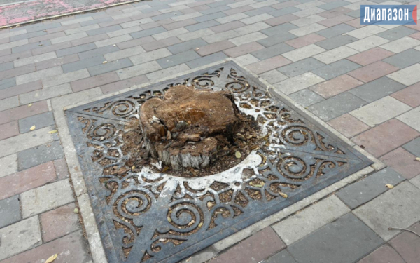 Три взрослых дерева срубили в центре города. Акимат объяснил почему