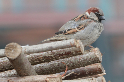 Подсчитано точное количество воробьев в России