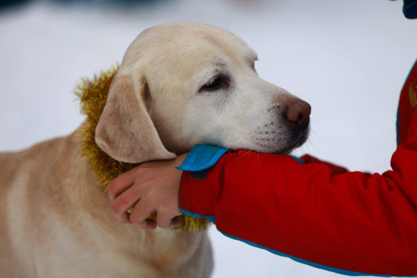 Зоозащитник предложил патронаж вместо конфискации животных