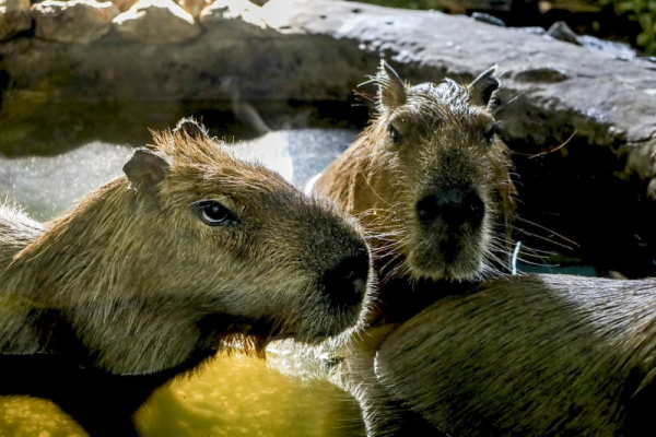 Выяснилось, почему российские зоопарки столкнулись с нехваткой капибар