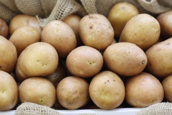 В Нижегородской области планируют вырастить 412 тыс. тонн картофеля