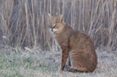 Камышовый кот — редкий гость в объективе: уникальные кадры из резервата «Акжайык»