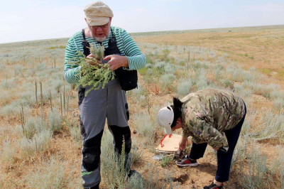 Новый вид растения обнаружили в Казахстане