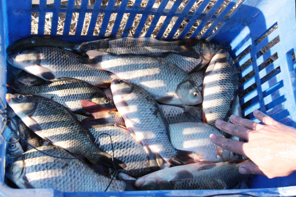 За промысел