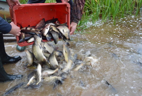 1 миллион сеголетков карпа пополнили запасы Сергеевского водохранилища