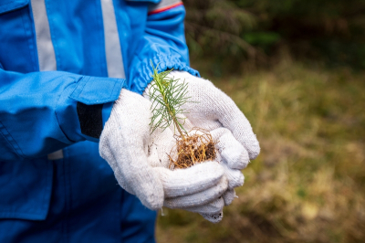 В Югре высадили миллионы деревьев для сохранения северных лесов