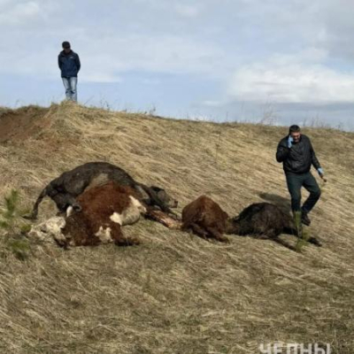 Пробы с трупов телят в Тукаевском районе не выявили опасных заболеваний