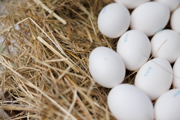 В&nbsp;Татарстане за&nbsp;неделю яйца подорожали почти на&nbsp;4% перед Пасхой - ФАС предостерегала от&nbsp;наценок