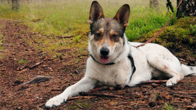 Как трехпалый пес Бадис помог изменить целый закон и спасти других животных в Латвии