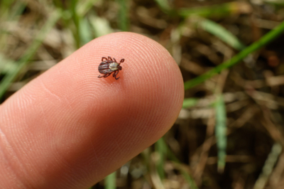 Вместе с весной в Россию придет нашествие клещей