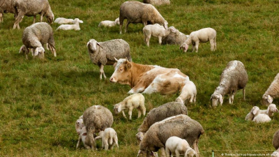 Корова сбежала с фермы и подружилась со стадом овец