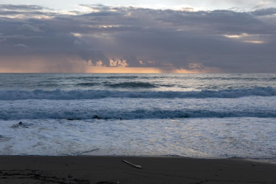 В Нидерландах на пляже нашли фрагмент челюсти неизвестного животного