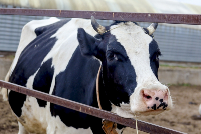 Свердловские животноводы начали подсчет убытков от страшной эпидемии среди скота