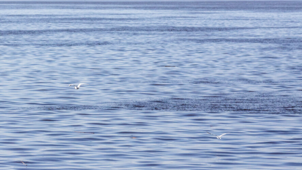 Более десятка человек пострадали от нападения пираний во время купания на реке 28/01/2026 &ndash; Новости