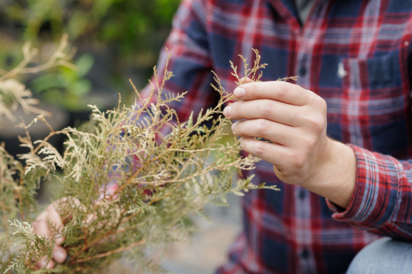 Садоводам рассказали, как весной восстановить пожелтевшие хвойные растения