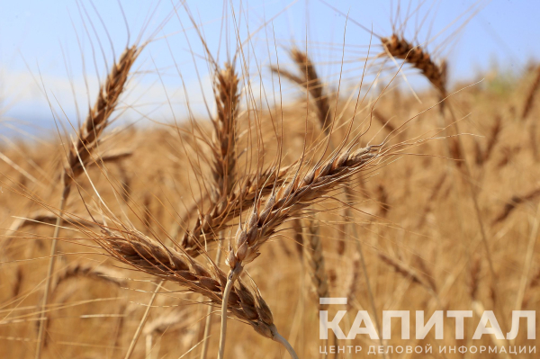 Казахстан продлевает запрет и ограничения на ввоз пшеницы