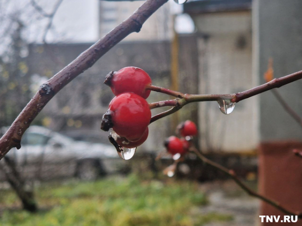 До +19 градусов ожидается в центре России&nbsp;на следующей неделе