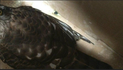 Пойманного в казанском дворе ястреба‑перепелятника отправили на реабилитацию