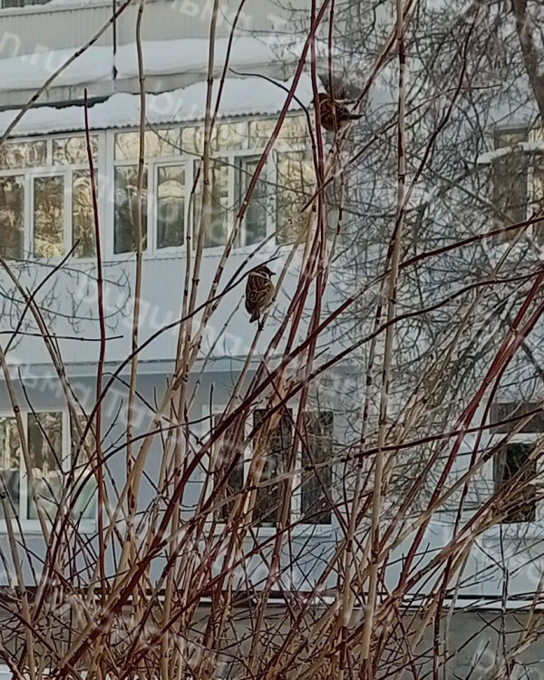 Бугульминцы могут участвовать в переписи воробьев