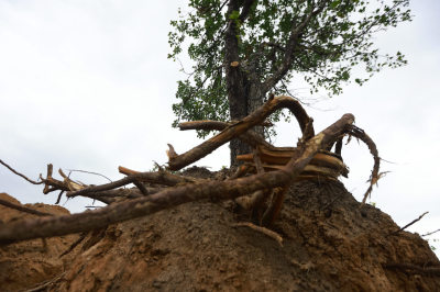 На вырубку аварийных деревьев в поселке Актюбинский в Татарстане потратят 1 млн