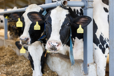 Татарстан ежемесячно теряет по&nbsp;1,5 миллиарда рублей из-за низких цен на&nbsp;молоко - за&nbsp;год стоимость упала на&nbsp;27%