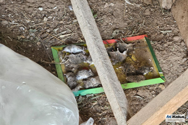 Нашествие мышей парализовало жизнь трёх сёл Махамбетского района