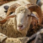 Барана за 1 млн долларов продали в Киргизии