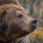 Как не стать добычей: Мифы и правила выживания при встрече с медведем. Почему убежать невозможно?