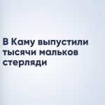 В Каму выпустили тысячи мальков стерляди