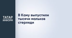 В Каму выпустили тысячи мальков стерляди