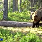 В Татарстане участились встречи людей с медведями