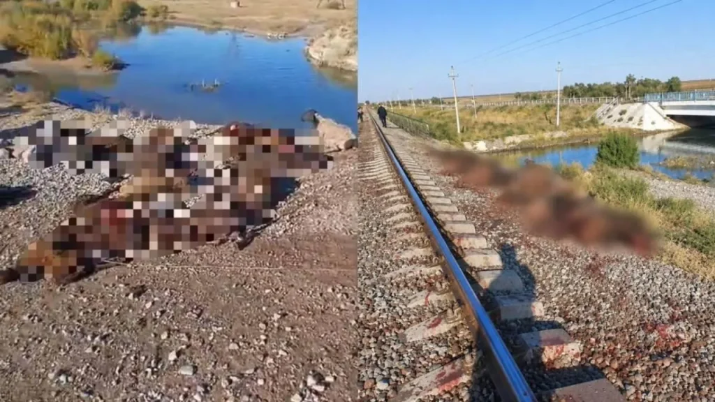 Жамбыл облысында пойыз темір жолға шығып кеткен 70 қойды жапырып өтті