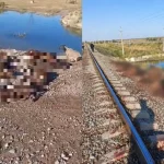 Жамбыл облысында пойыз темір жолға шығып кеткен 70 қойды жапырып өтті