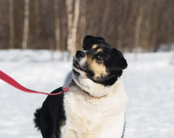 Фестиваль WOOF в поддержку животных из приютов пройдёт в Москве в 14-й раз