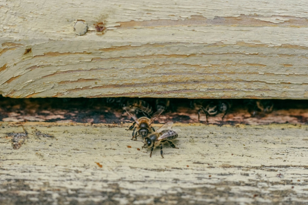 Землю под спорной пасекой под Челнами сдали в аренду без ведома пчеловодов