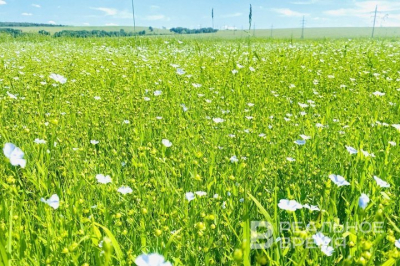 Татарстан увеличил экспорт льна до 13,8 тыс. тонн, из них 9,6 тыс. — в Китай